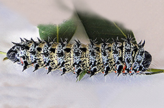 Imbrasia belina belina larva
